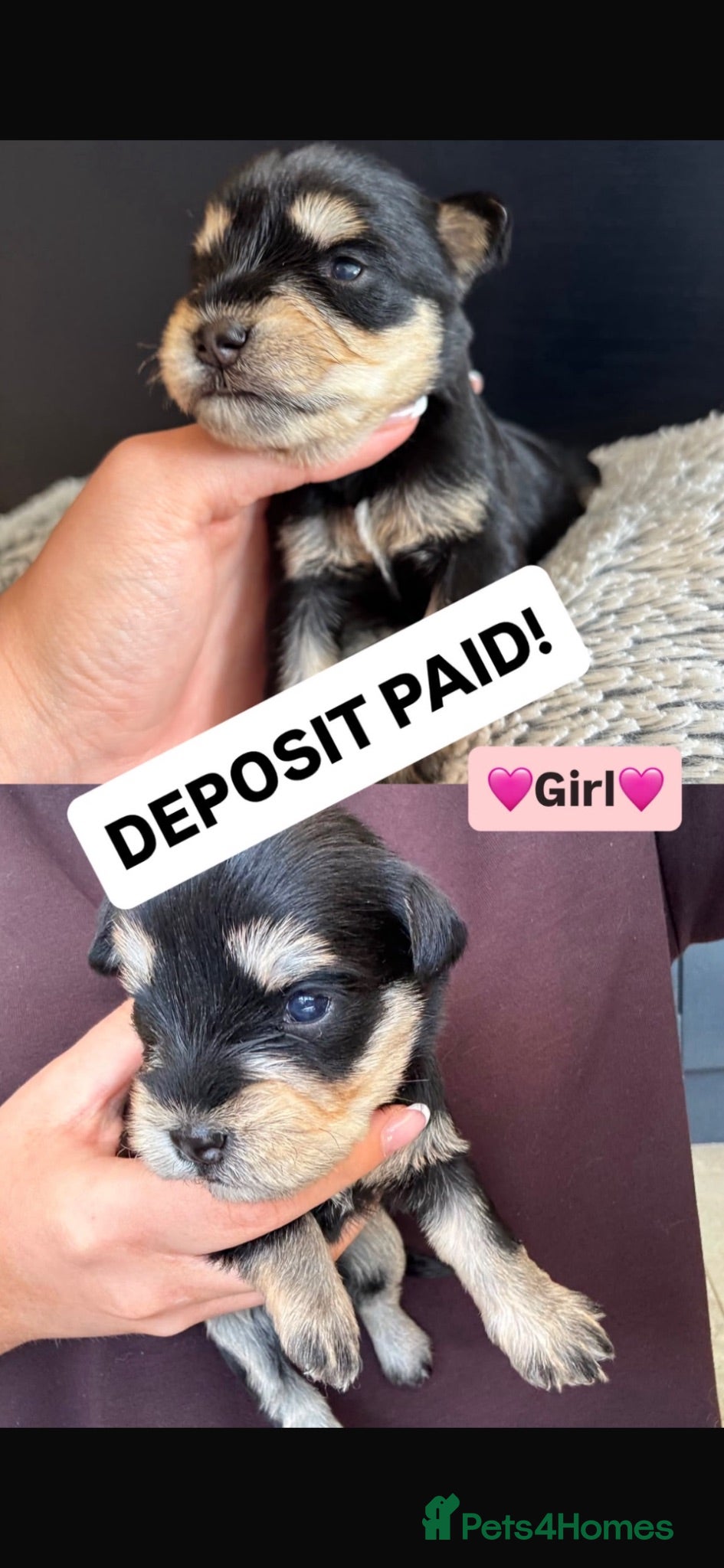 Miniature Schnauzer dogs KC pedigree miniature schnauzers - Advert 2