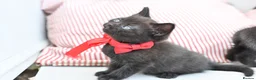 British Shorthair cats for sale: 5 Bundles of Love - Persian x BSH kittens  - Advert 18