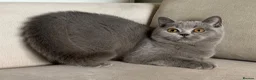 British Shorthair cats for sale: ✨ GCCF BEAUTIFUL KITTENS ✨ - Advert 3