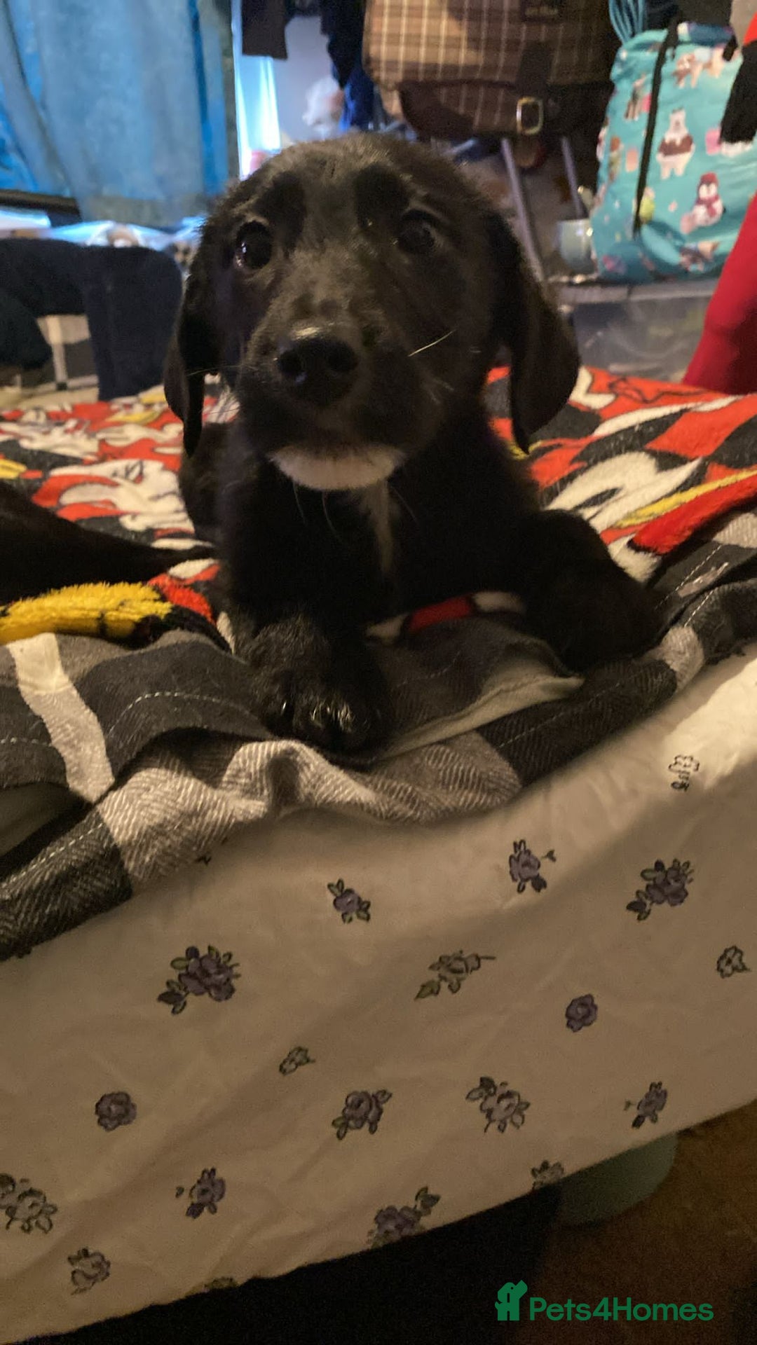 Jackapoo dogs for sale: Jackapoo puppies - Advert 2