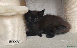 Maine Coon cats for sale: Maine Coon Kittens Polydactyl Russian line - Image 32