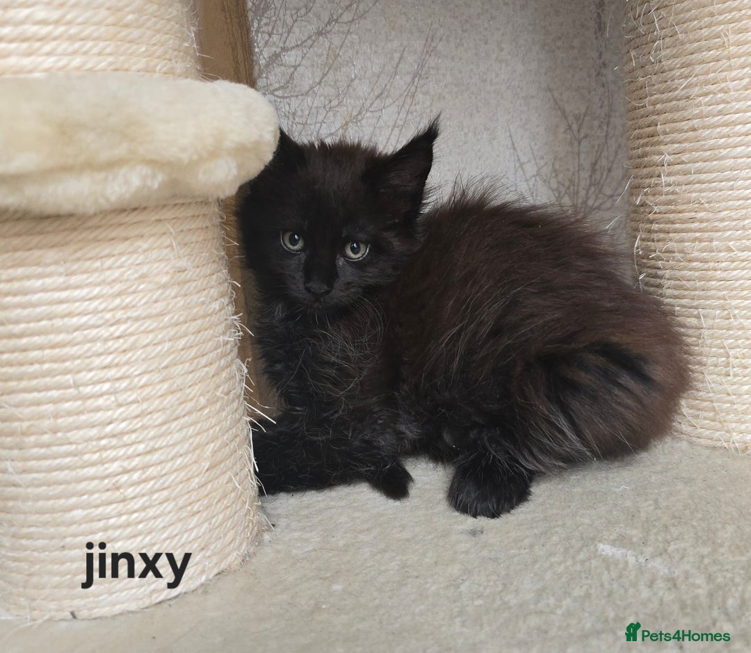 Maine Coon cats for sale: Maine Coon Kittens Polydactyl Russian line - Image 32