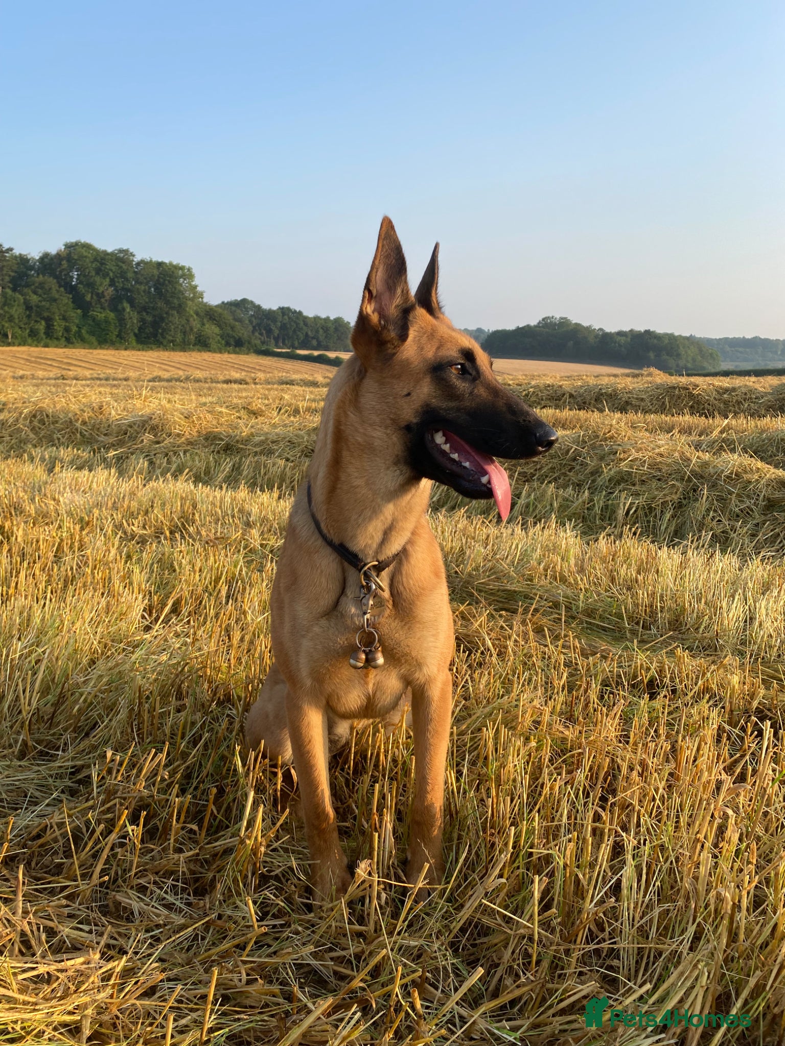 Belgian Shepherd Dog dogs for sale: Belgian Malinois Puppies – £1200 – Reigate, Surrey - Advert 1