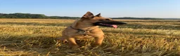 Belgian Shepherd Dog dogs for sale: Belgian Malinois Puppies – £1200 – Reigate, Surrey - Advert 1