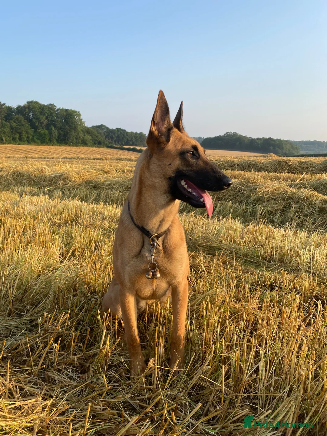 Belgian Shepherd Dog dogs for sale: Belgian Malinois Puppies – £1200 – Reigate, Surrey - Advert 1