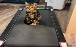 Scottish Fold cats for sale: Rehoming my lovely cats - Image 3