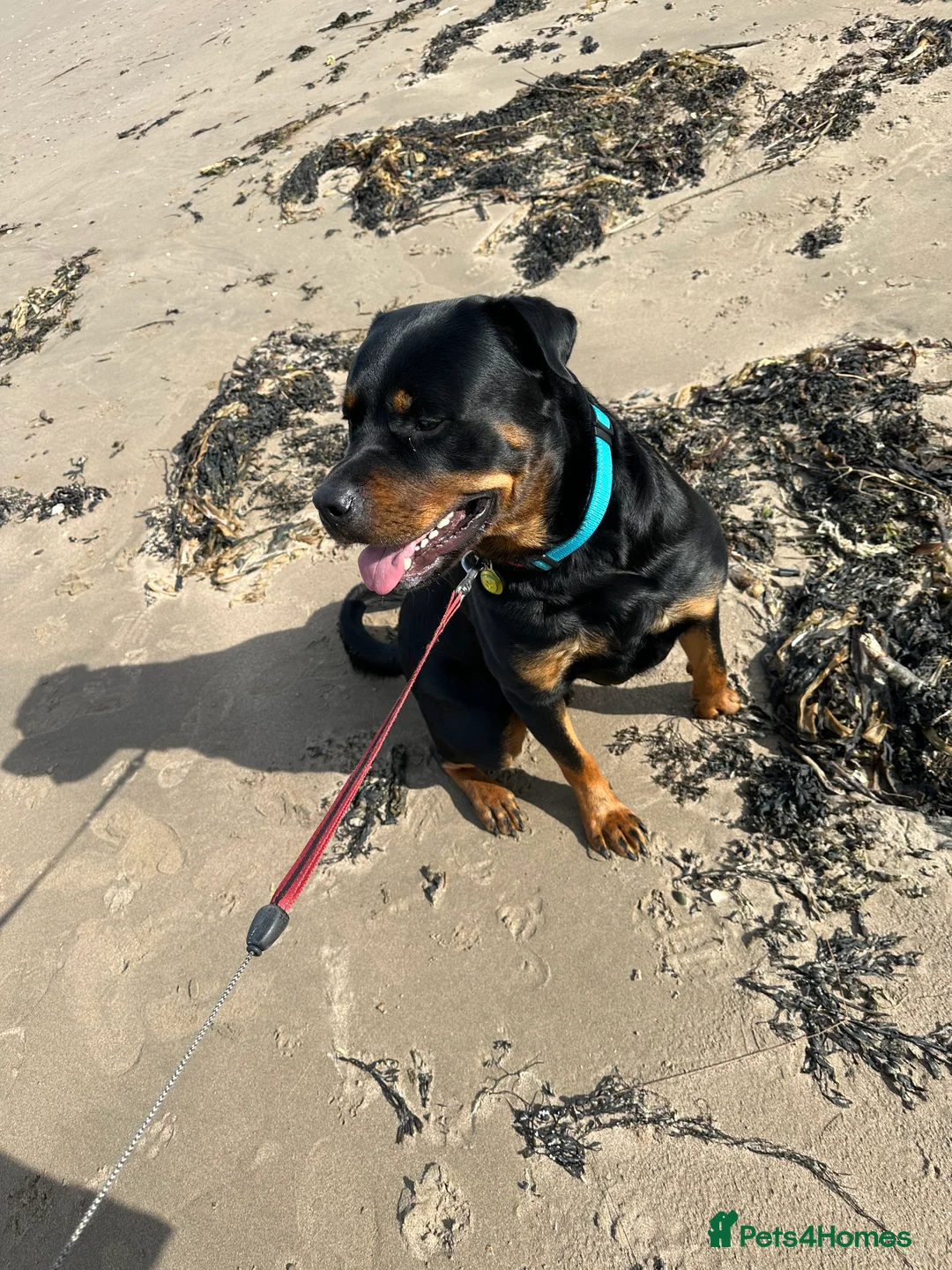 Rottweiler dogs for stud: Rottie male for stud in Ayr - Advert 9