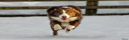 Border Collie dogs for stud: Exceptional Lilac & White DNA clear Border Collie in Saint Asaph - Advert 8