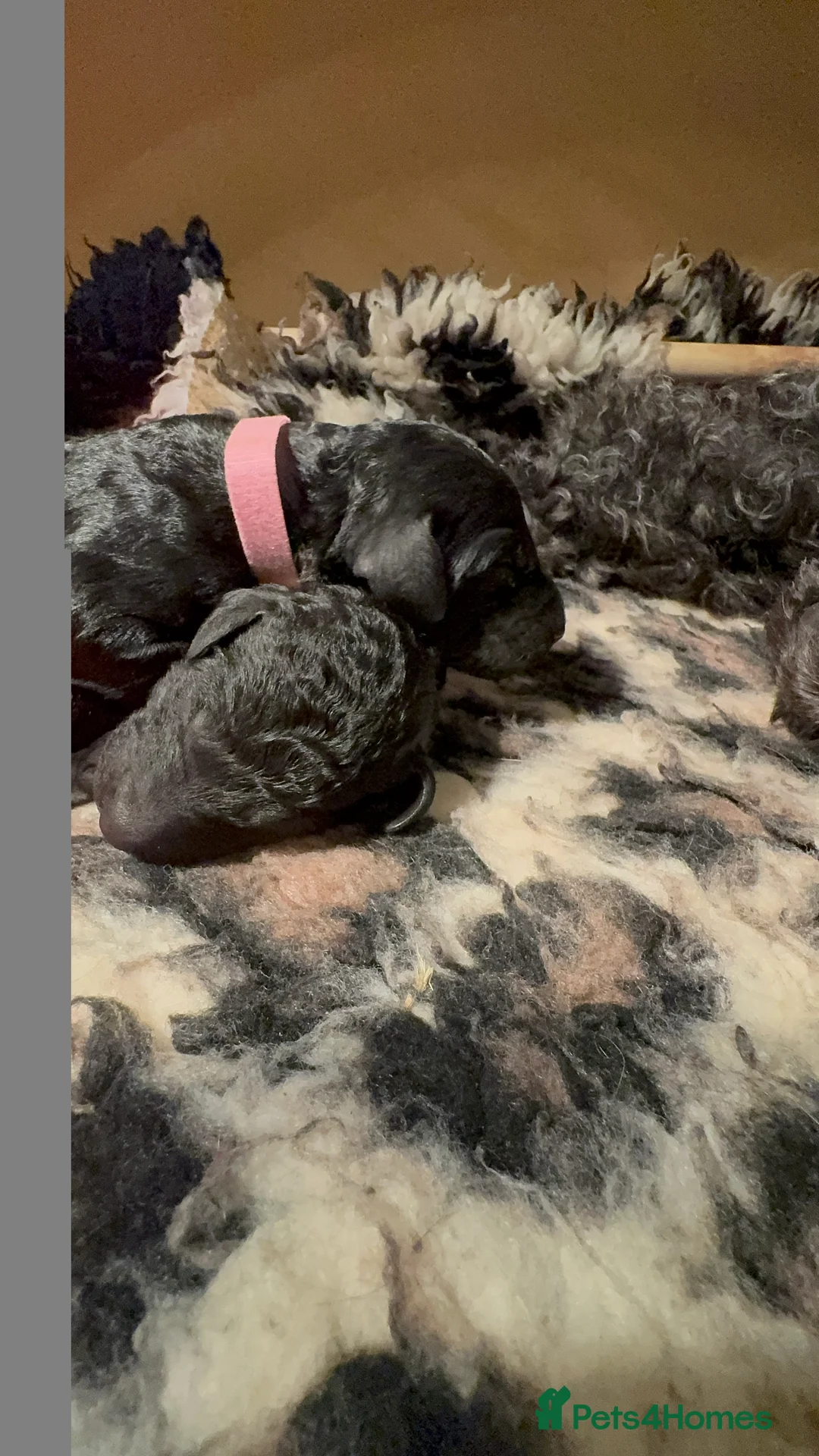 Standard Poodle dogs for sale: Reduced price£1800 Wonderful standard poodle pup’s - Advert 24
