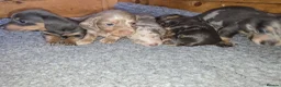 Miniature Dachshund dogs for sale: Adorable minature Dashounds - Advert 1