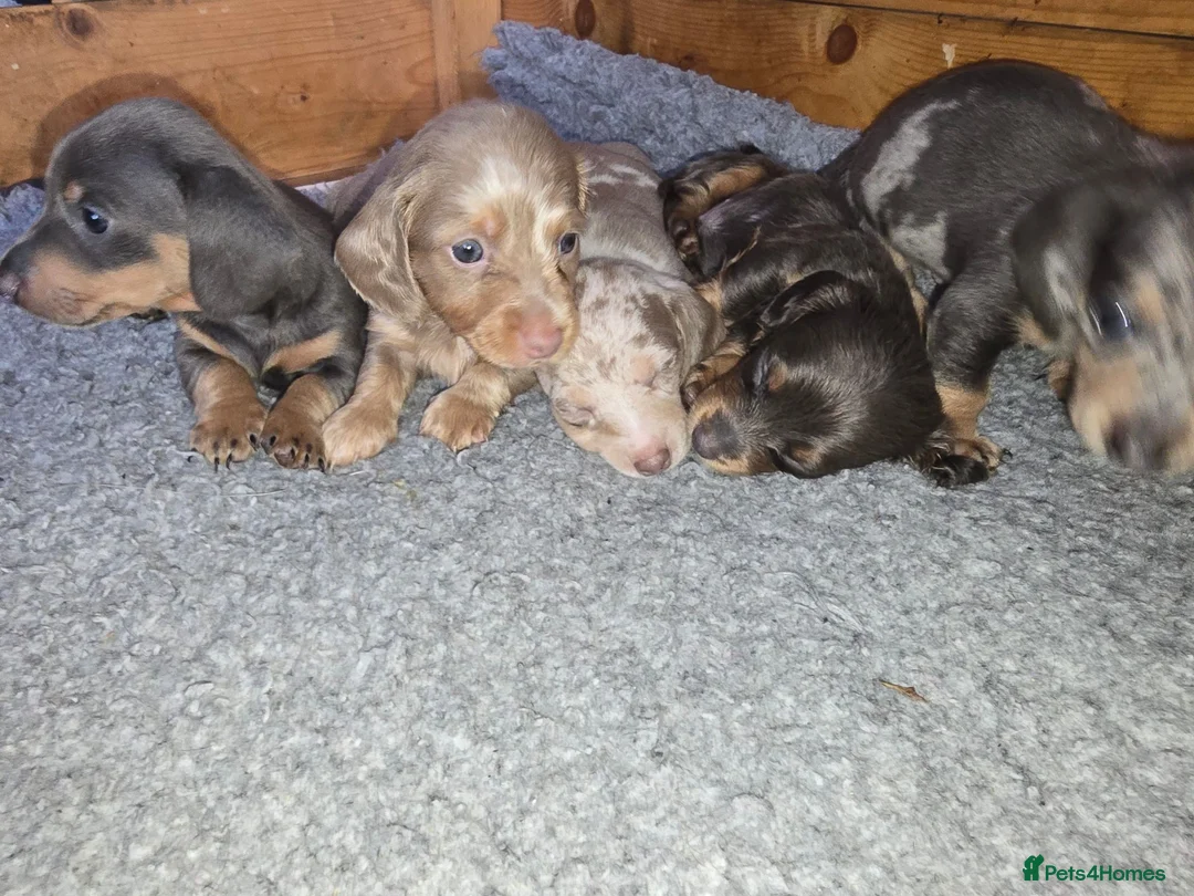 Miniature Dachshund dogs for sale: Adorable minature Dashounds - Advert 1