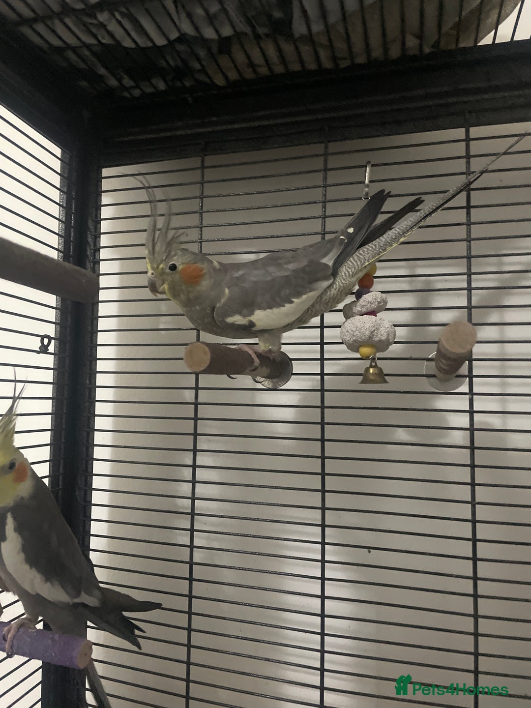 Cockatiels birds for sale: 2 Cocktails  - Advert 5