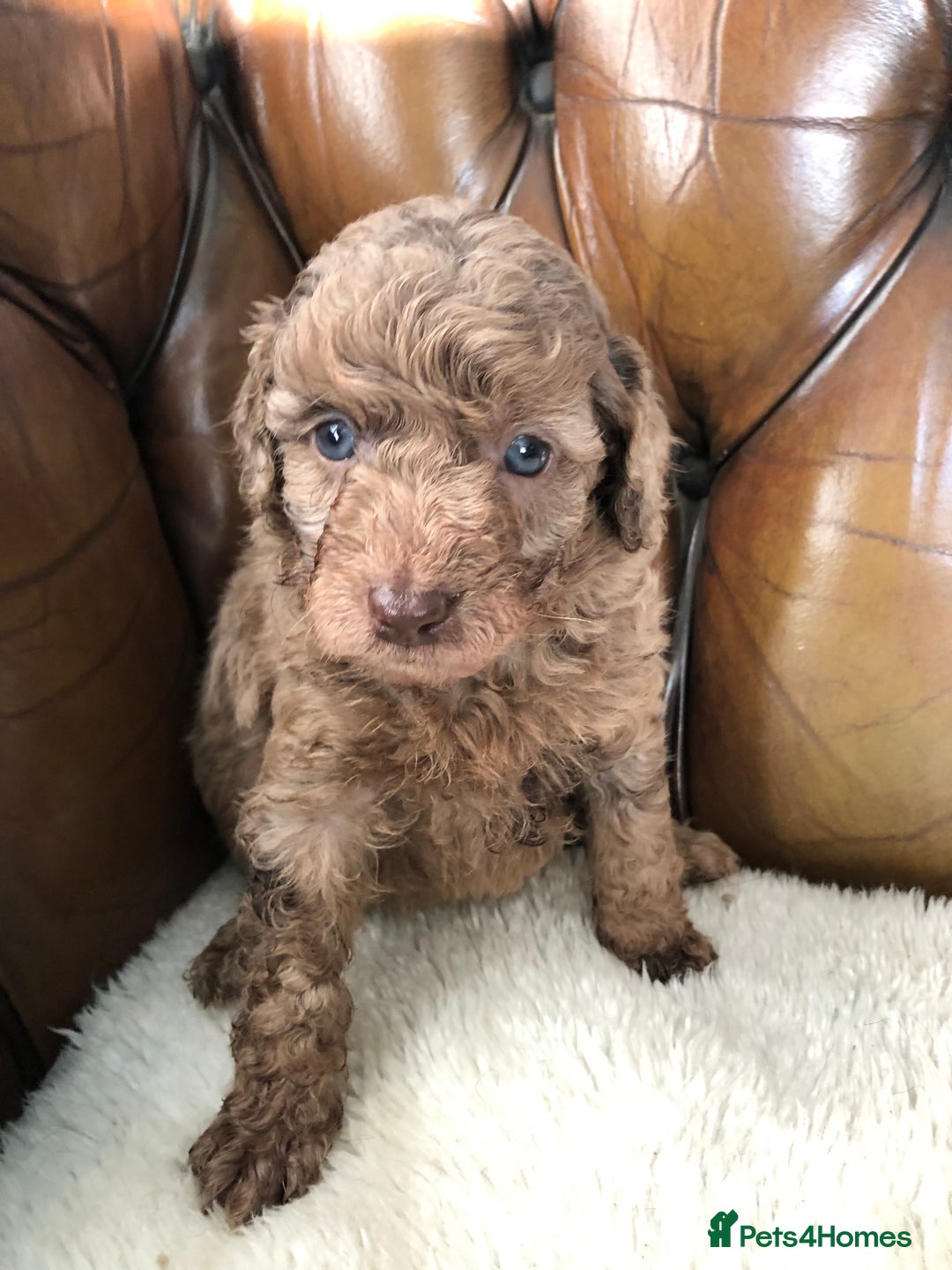 Labradoodle dogs for sale: Miniature Curly-Coated Teddybear Labradoodles  - Advert 27