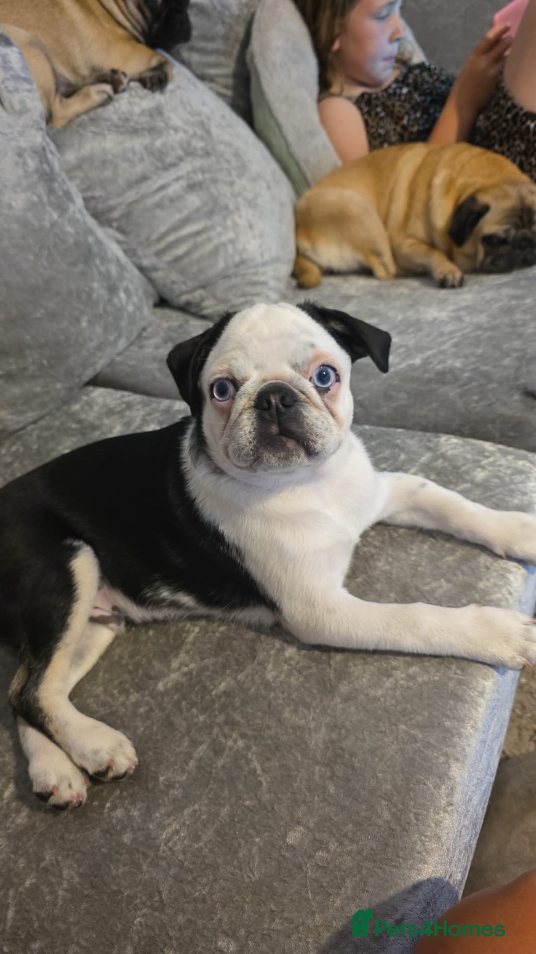 Pug dogs for sale: Kc registered rare colours  - Advert 21