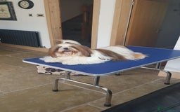 Shih Tzu dogs for stud: Proven Stud dog - Image 2