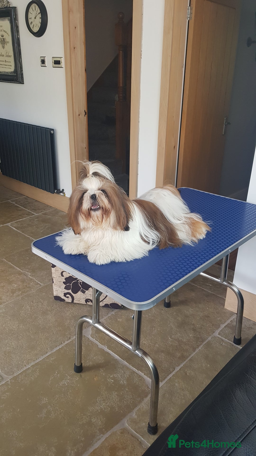 Shih Tzu dogs for stud: Proven Stud dog - Image 2