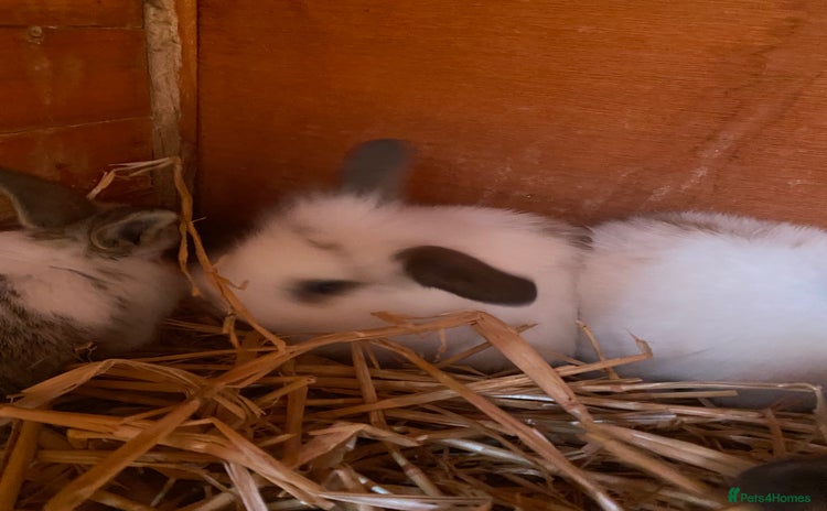 Mini Lop rabbits - Advert 8