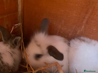 Mini Lop rabbits - Advert 3