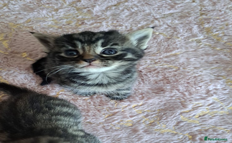 Mixed Breed cats - Advert 11