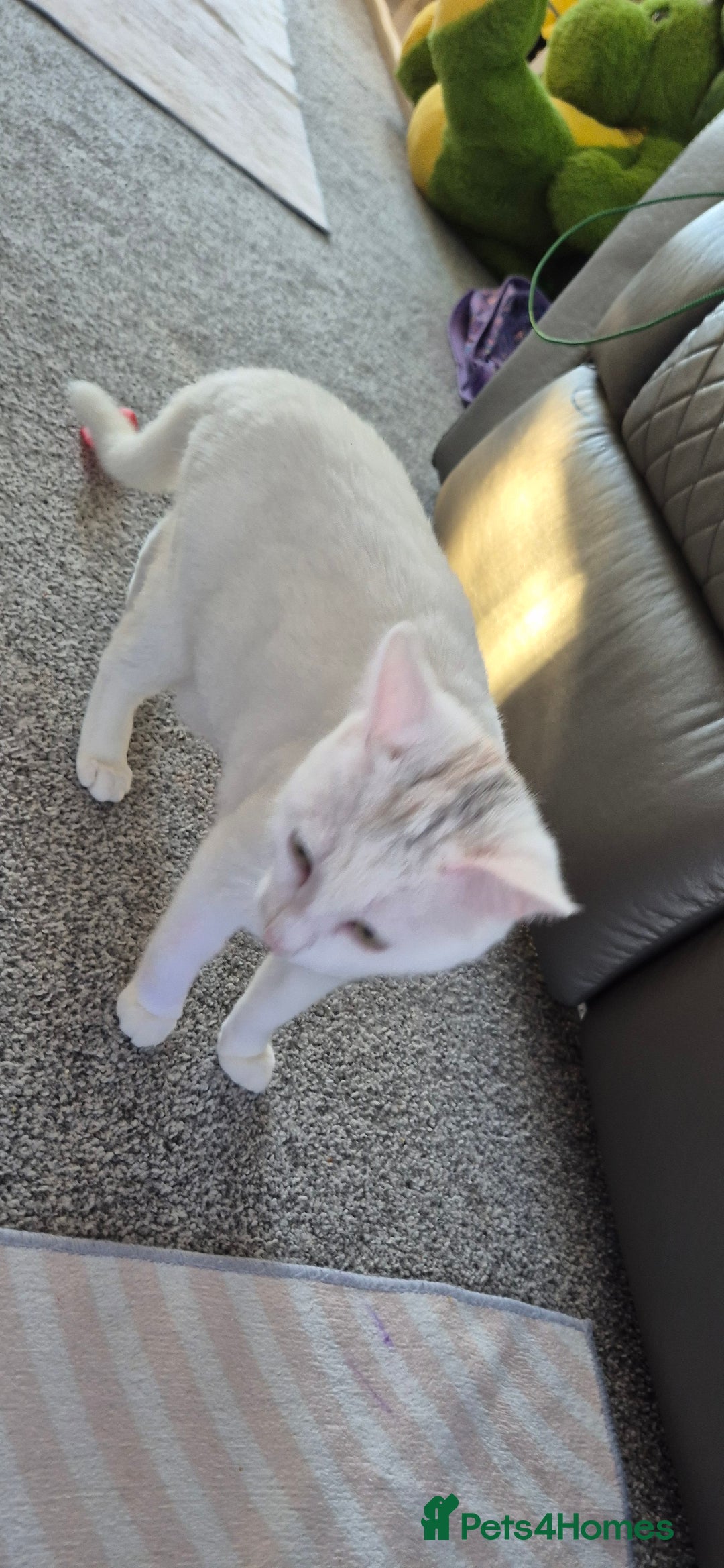 Domestic Shorthair cats for sale: Beautiful white Domestic Shorthair kitten, female - Advert 3