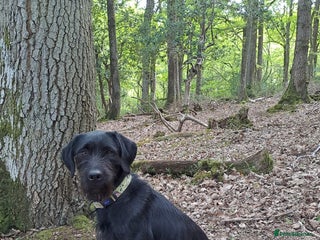 Mixed Breed dogs - Advert 8