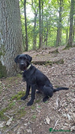 Mixed Breed dogs - Advert 2