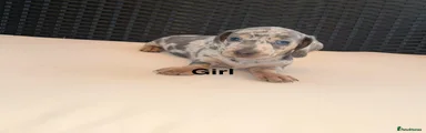 Miniature Dachshund 4