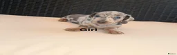 Miniature Dachshund dogs for sale: Miniature Dachshund Puppies - Advert 10