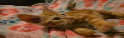 Mixed Breed cats for sale: 7 beautiful kittens - Advert 11