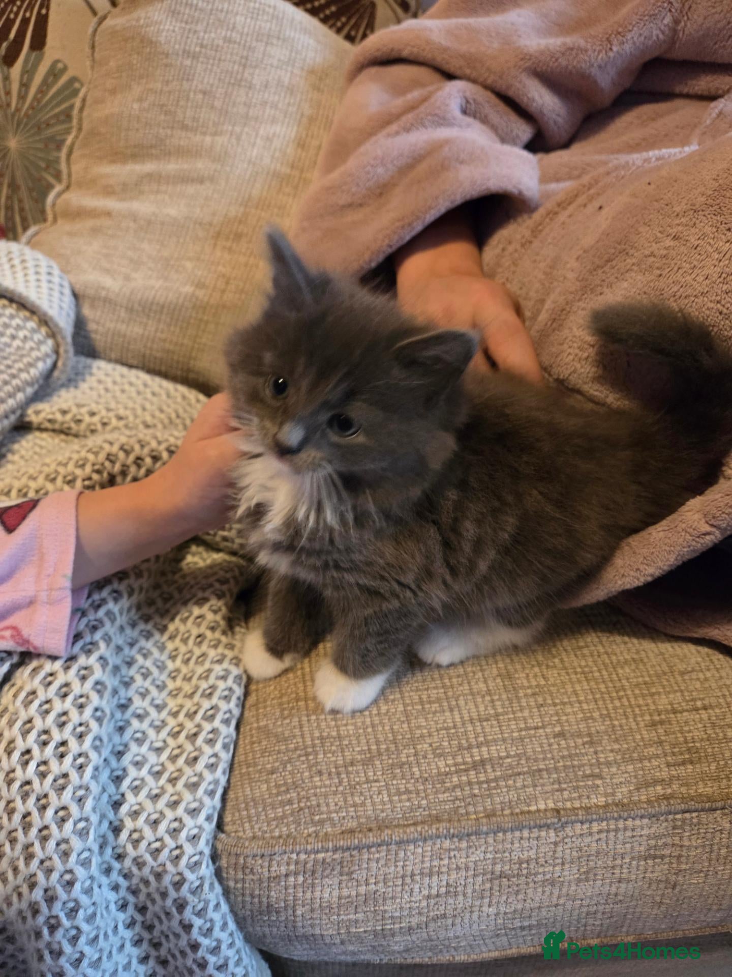 Mixed Breed cats for sale: Three grey/blue boys - Advert 16