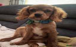 Cavalier King Charles Spaniel dogs for sale: 13 month Male cavalier King Charles spaniel - Image 7