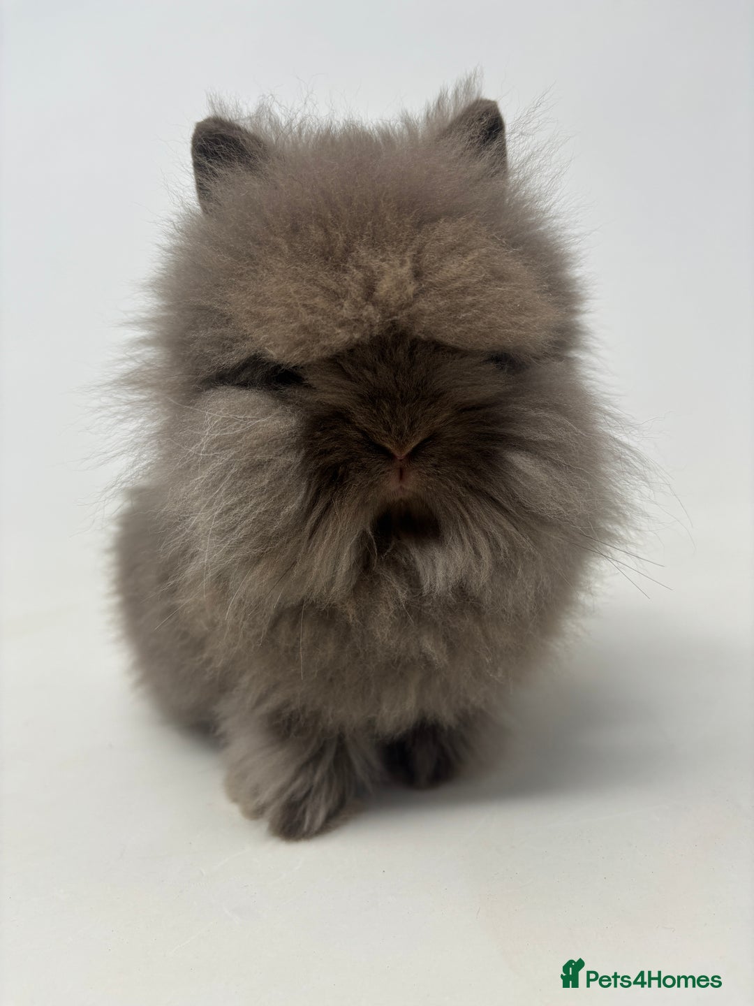 Lionhead rabbits for sale: BEAUTIFUL FRIENDLY BABY LIONHEAD BUNNIES  - Advert 17