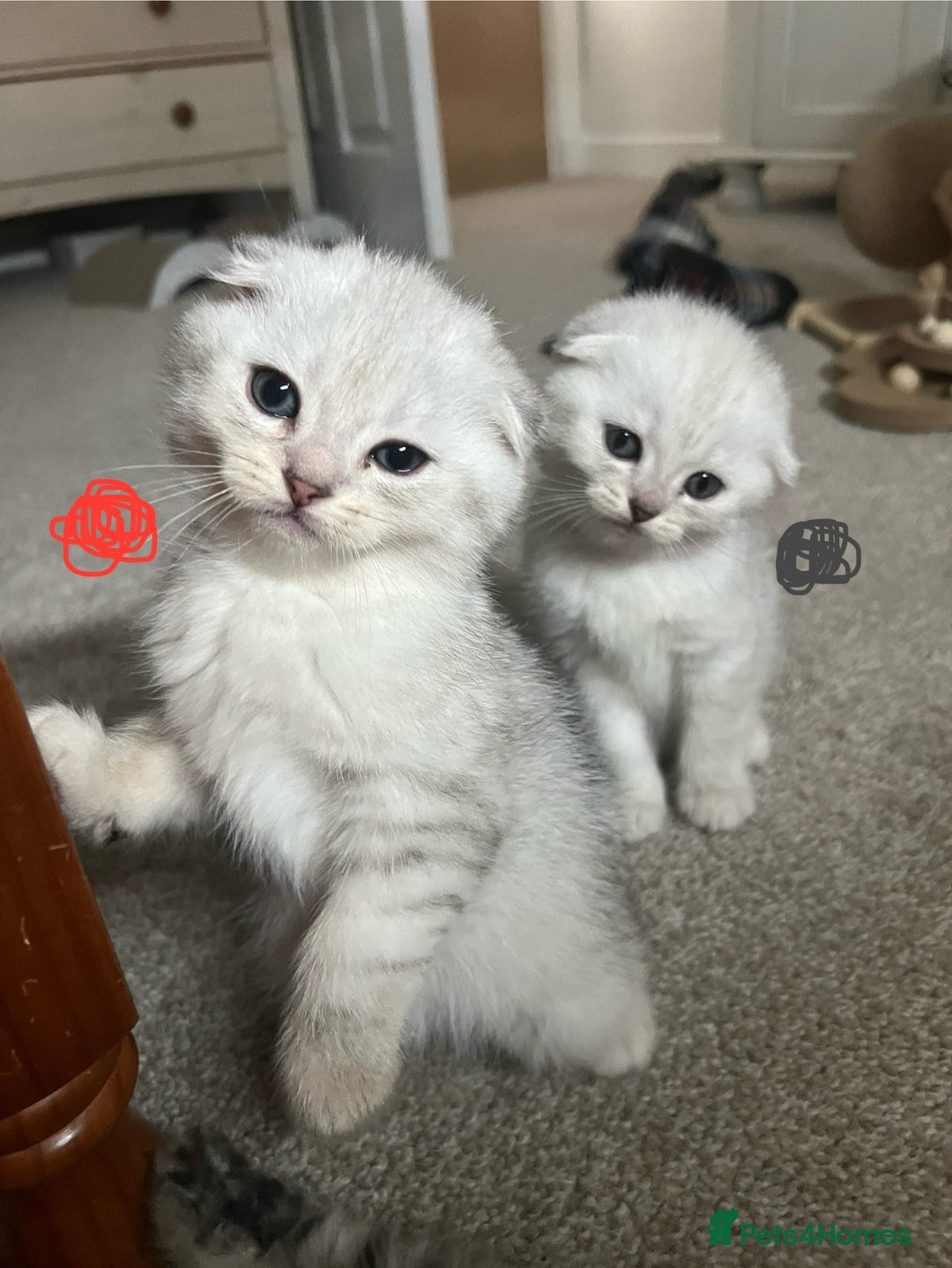 Mixed Breed cats for sale: Scottish fold kittens - Image 4