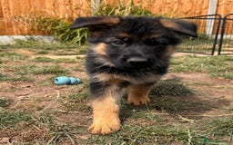 German Shepherd dogs for sale: Last female-health and temperament tested parents - Image 1