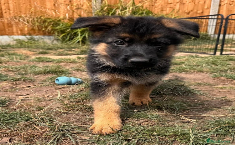 German Shepherd dogs - Advert 1
