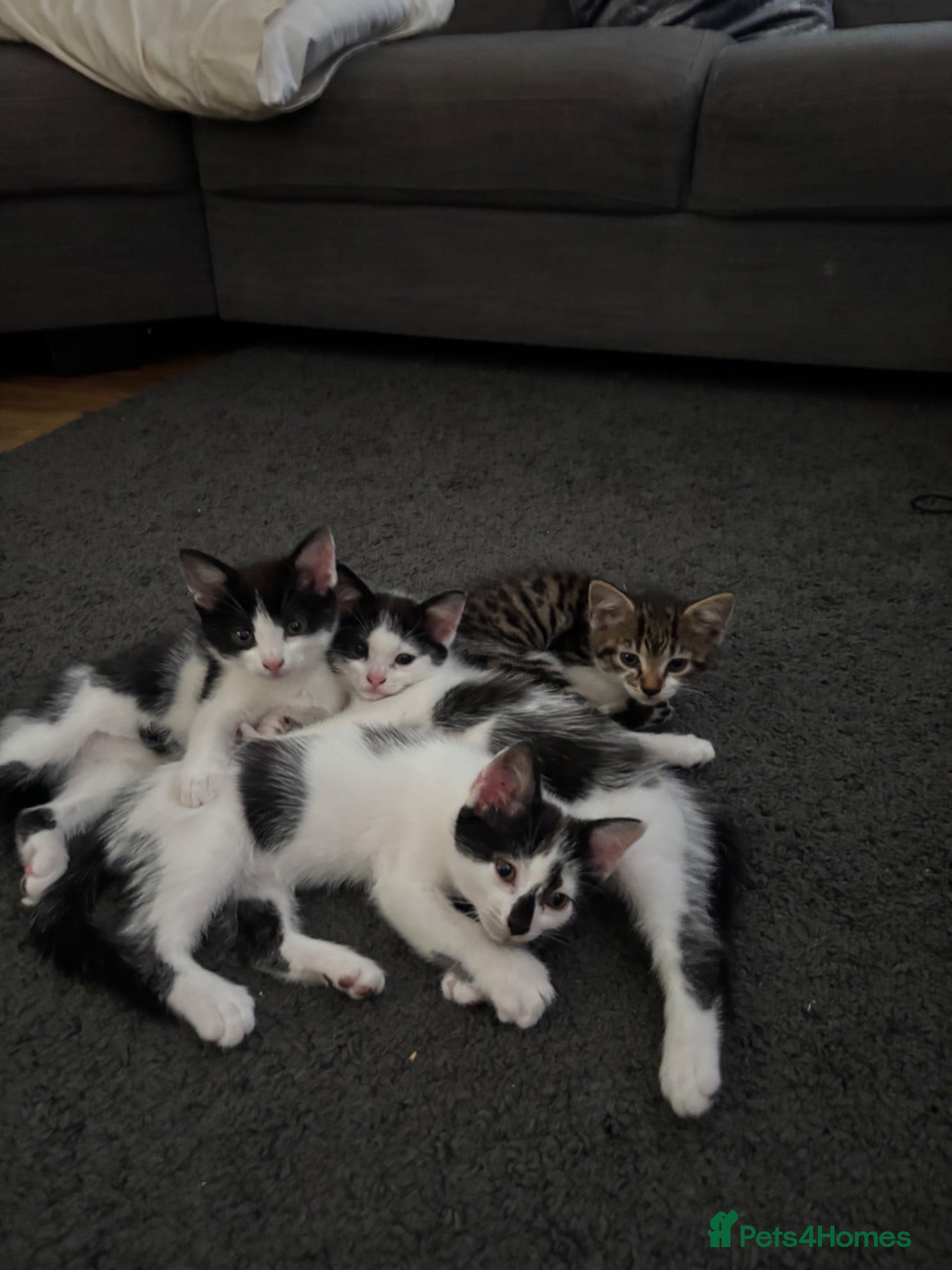 Mixed Breed cats 4 kittens 11 weeks old  - Advert 3