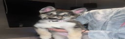 Siberian Husky dogs for sale: Siberian husky puppy  - Advert 6