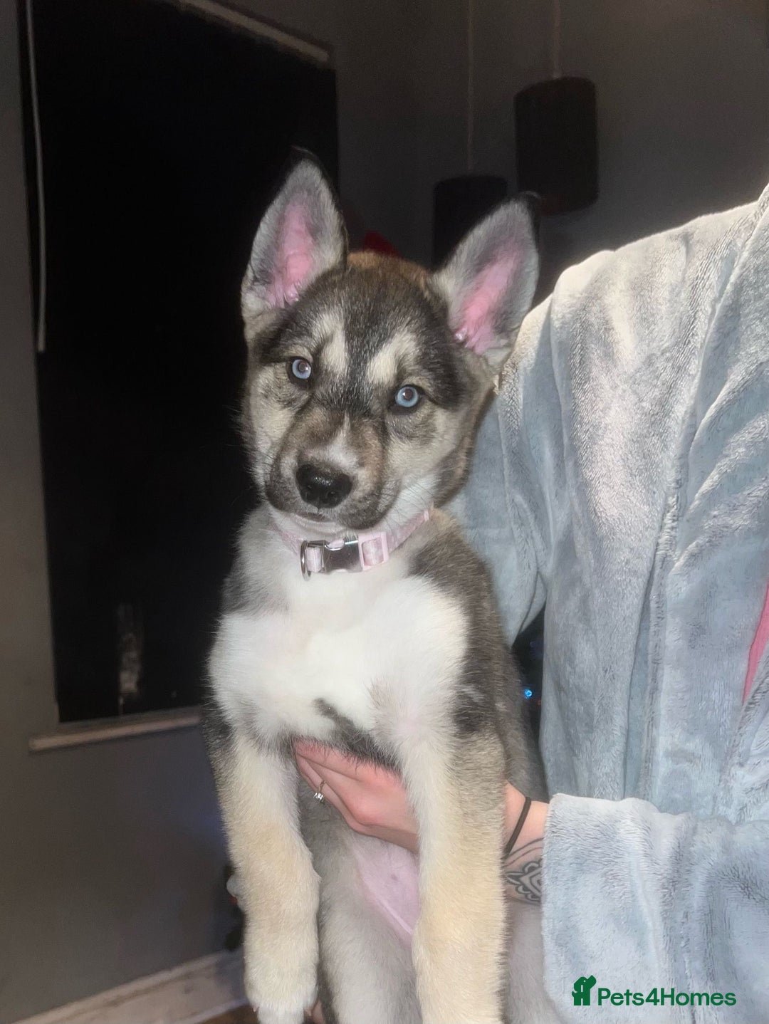 Siberian Husky dogs for sale: Siberian husky puppy  - Advert 6