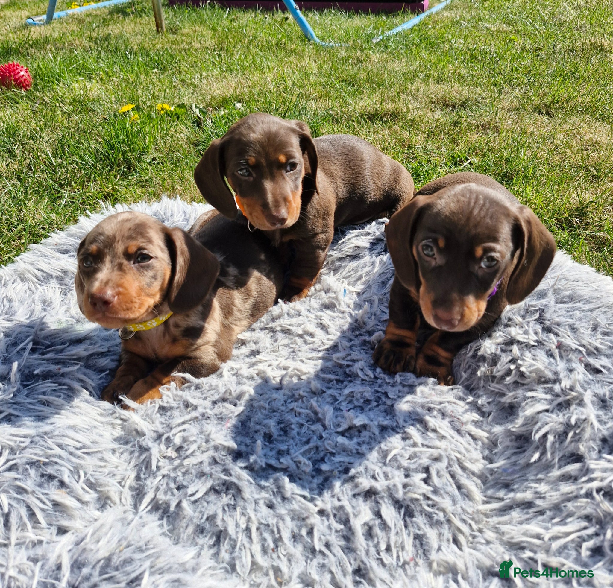 Miniature Dachshund dogs Last 3 beautiful miniature dachshunds remaining! - Advert 1