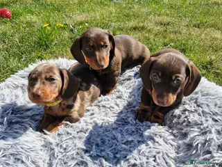 Miniature Dachshund dogs Last 3 beautiful miniature dachshunds remaining! - Advert 5