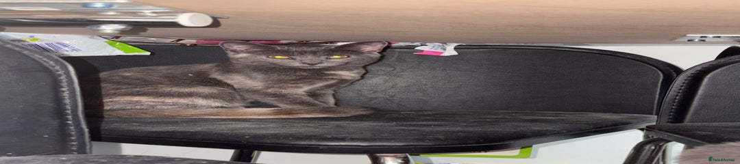 Mixed Breed Kitten 1