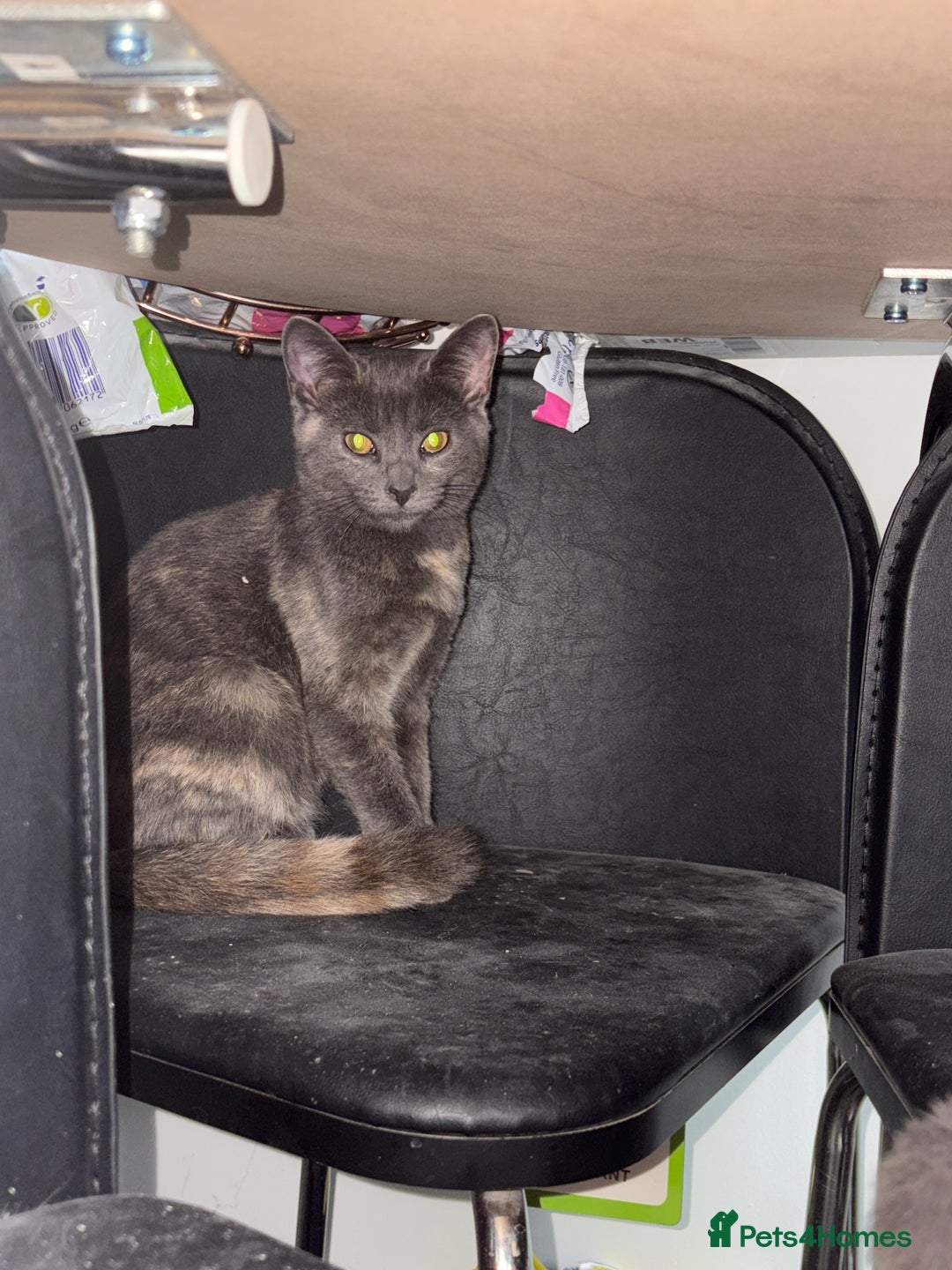 Mixed Breed cats for sale: Two beautiful kittens ready for a new home  - Image 3