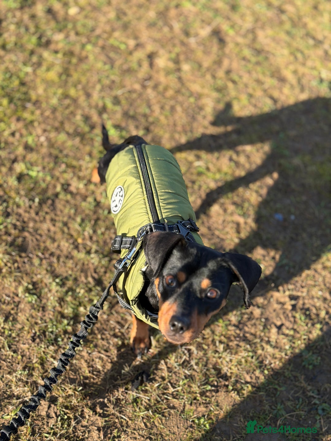 Mixed Breed dogs for sale: Nala 12/01/2024 - Advert 2