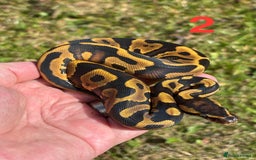 Python Snake reptiles for sale: Ball Python / Royal Python Hatchlings and Adults - Image 3