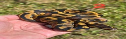 Python Snake reptiles for sale: 2025 Ball Python / Royal Python Hatchlings - Advert 3