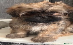 Shih Tzu dogs for sale: Shih tzu puppy female  - Image 3
