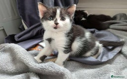 Turkish Van cats for sale: Black and white kittens last boy left  - Image 39