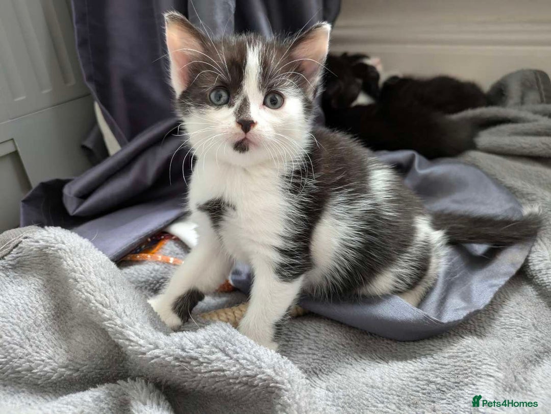 Turkish Van cats for sale: Black and white kittens last boy left  - Image 39