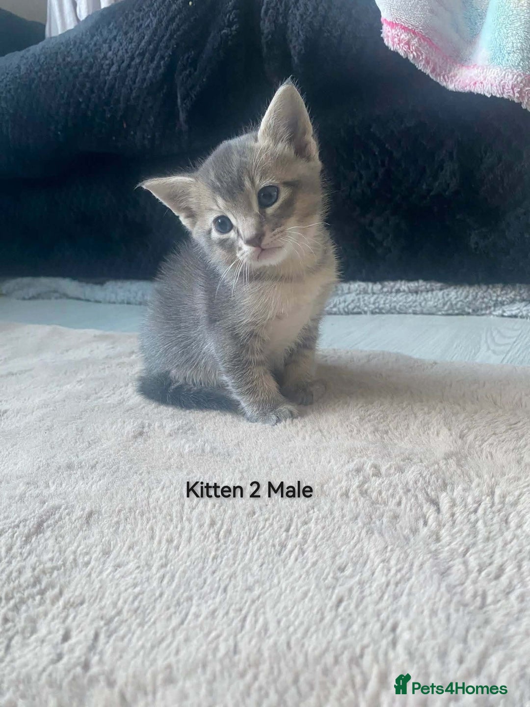 Mixed Breed cats for sale: Siamese Bengal mix kittens  - Advert 9