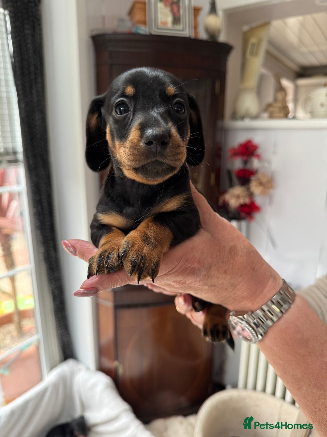 Miniature Dachshund dogs for sale: Miniature dachshund puppies - Image 6